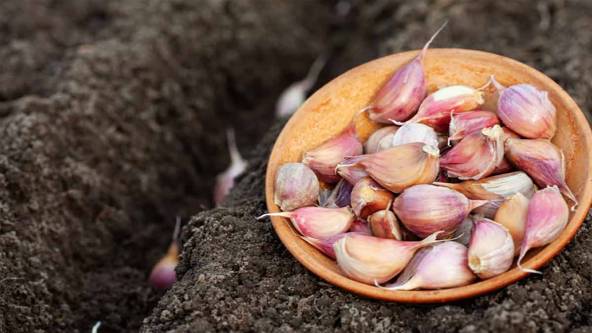 Knoblauch anpflanzen