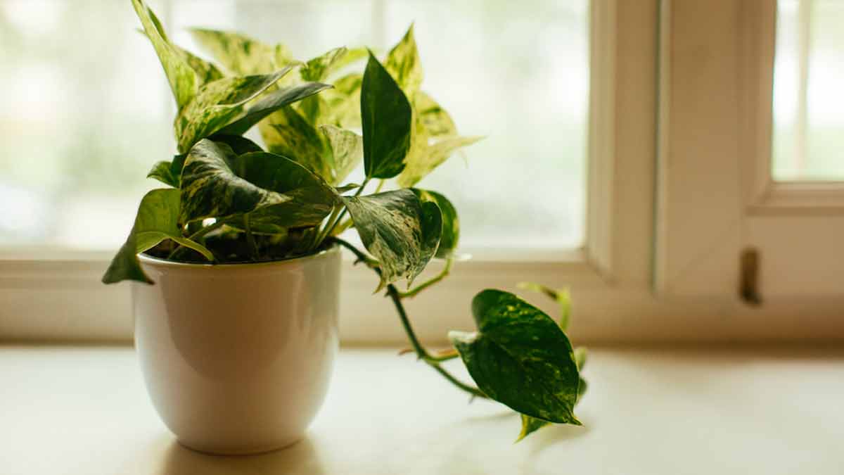 Luftreinigenden Superpflanze Neo P1