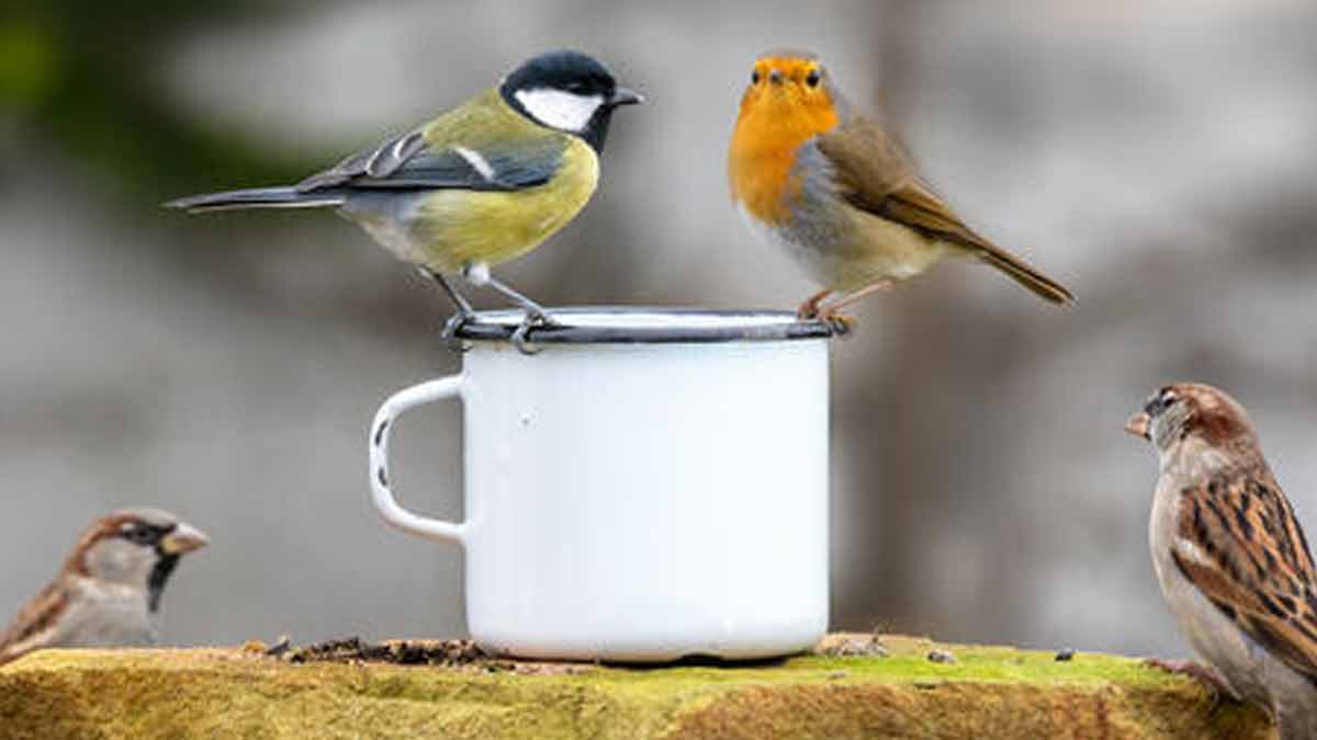 Meisen füttern Winter