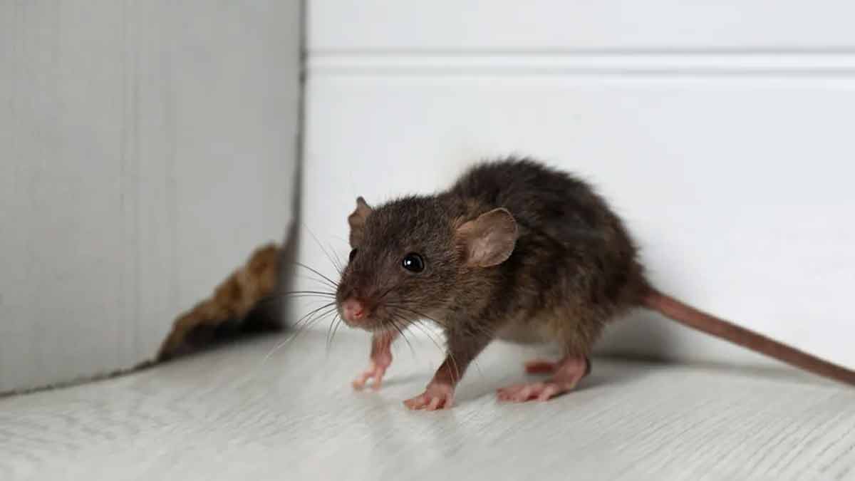 Nagetiere Haus abwehr