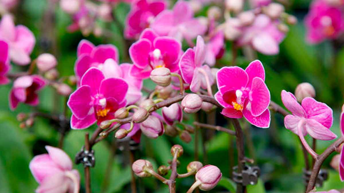 Orchideen zum Blühen