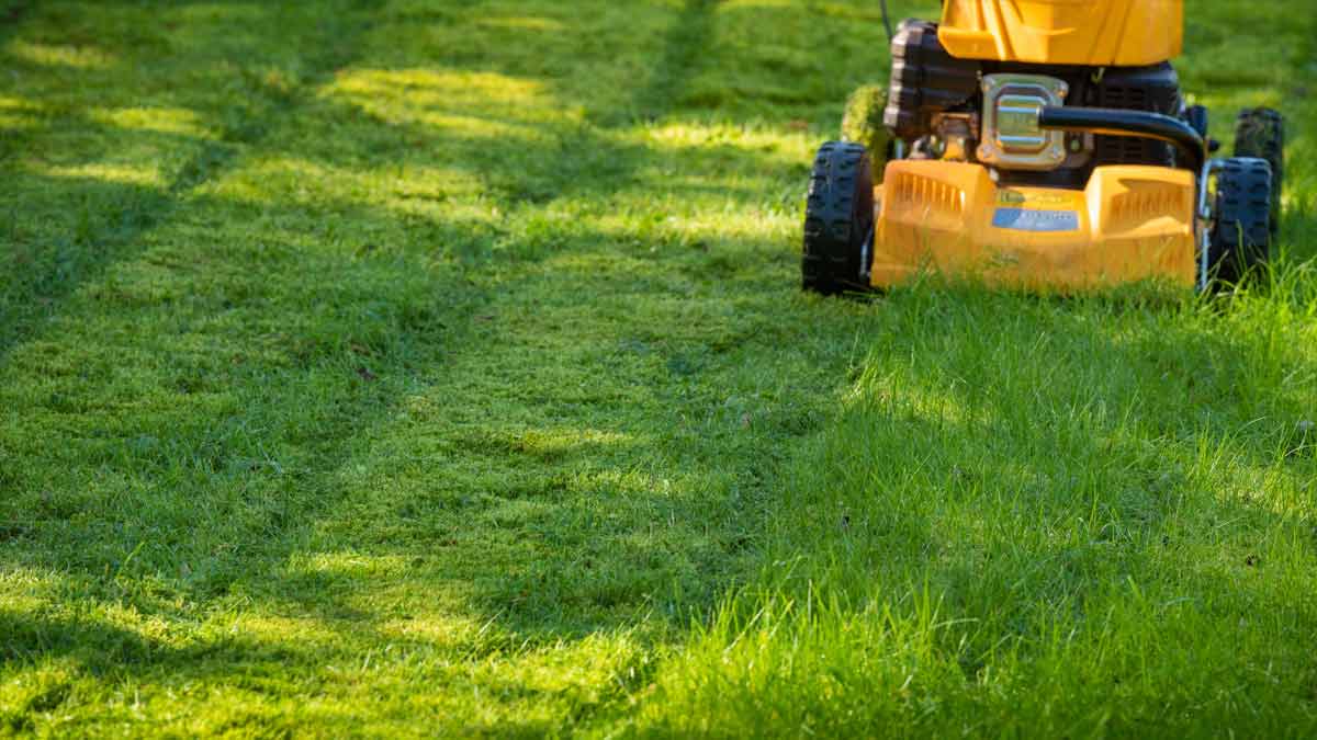 Rasenschnitt liegen lassen