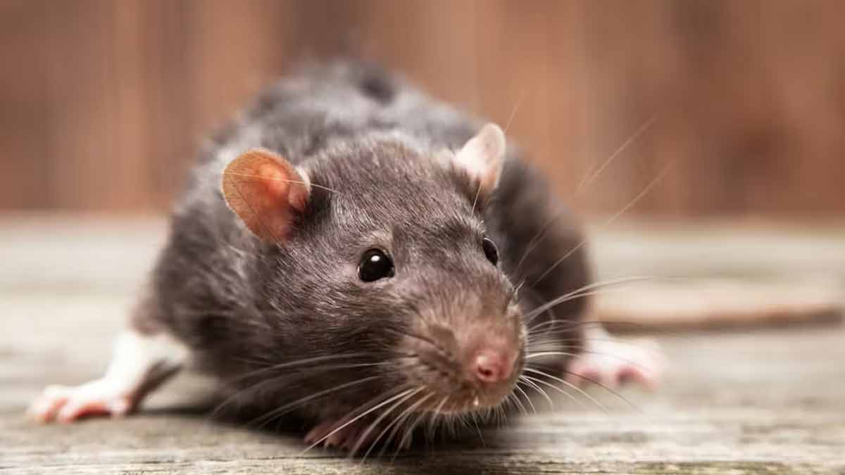 Ratten im Garten loswerden
