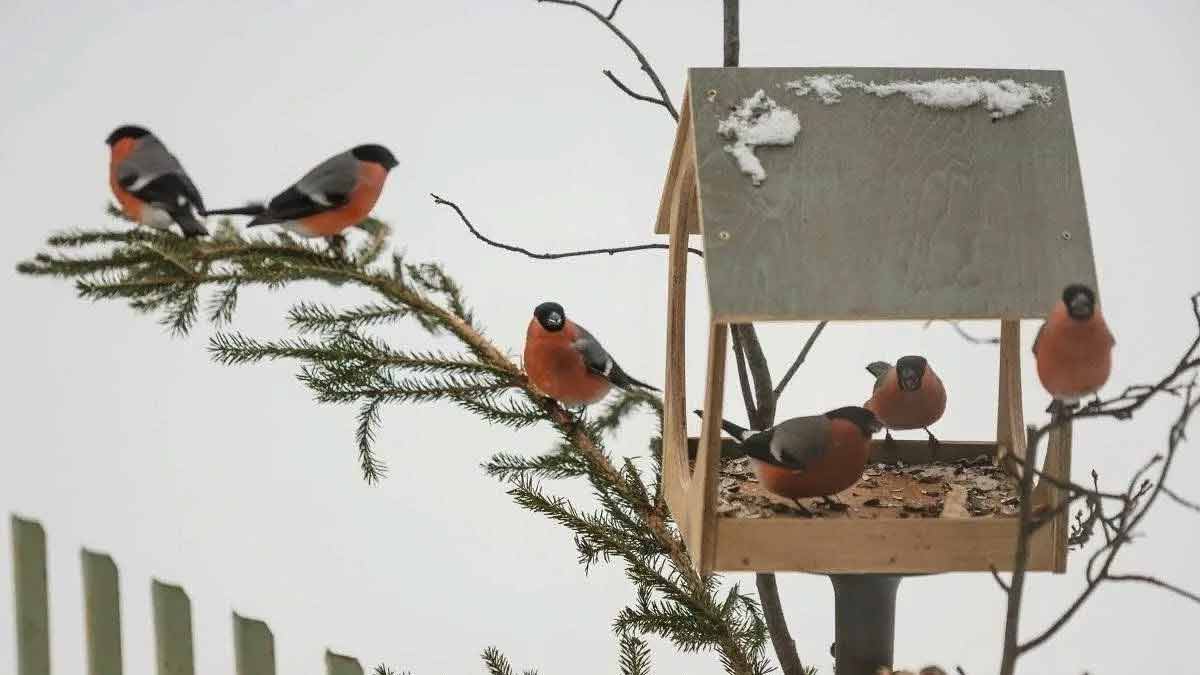 Rotkehlchen füttern im Winter
