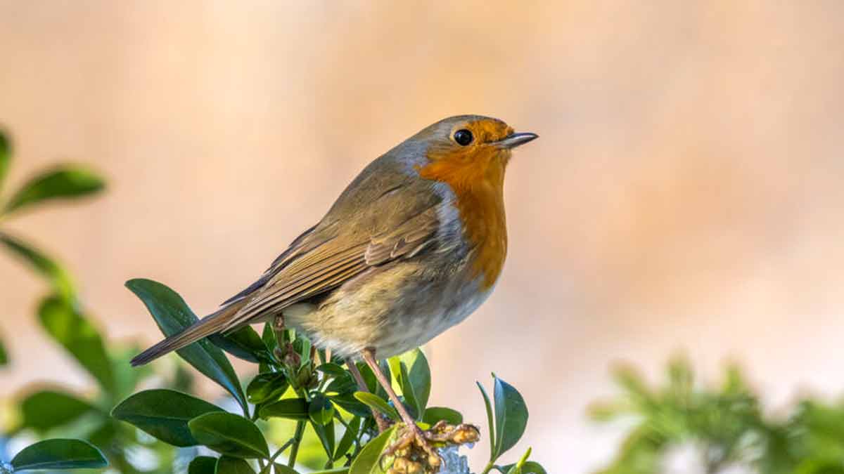 Vögel anlocken im Garten