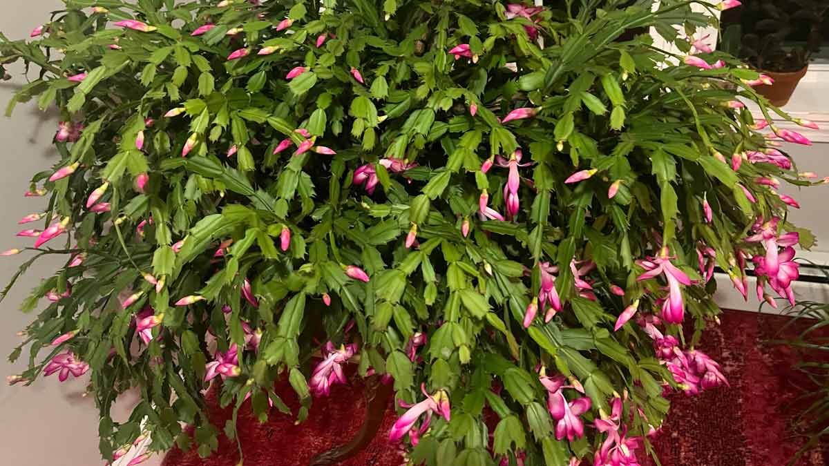 Weihnachtskaktus Lidl