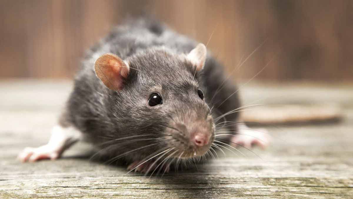 Mäuse verjagen Hausmittel