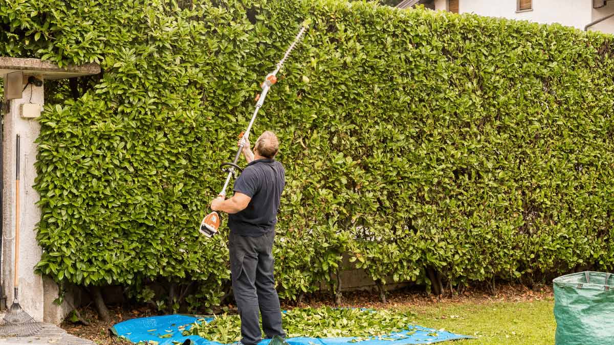 „Maximale Heckenhöhe BGH fällt überraschendes Urteil“